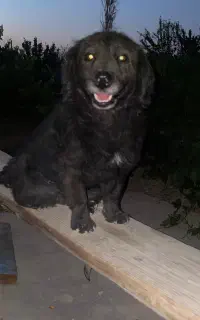 سگ ف
