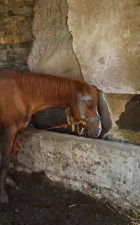 اسب نر