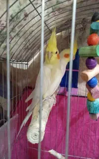 گمشده‌عروس‌هلندی