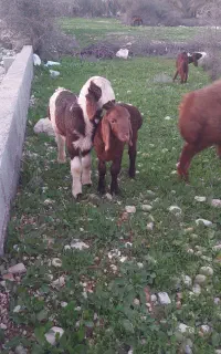 فروش بره چاق به صورت زنده مخصوص قصابی