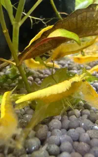 میگو یلو گلدن و رد فایر کت فیش باله بلند غذا