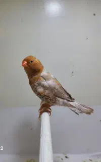 فنچ فول اورنج