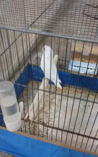 کوتوله ماده فیشر
