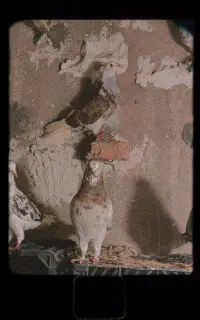 کفتر نر پرشی خوش رنگ