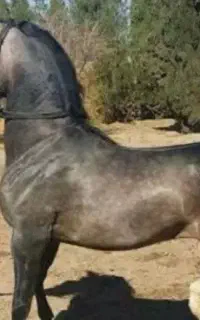اسب کورد شجره دار معاوضه با ماشین