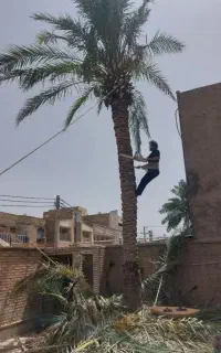 قطع نخل سمپاشی نخل هرس نخل درخت بریدن نخل موریانه