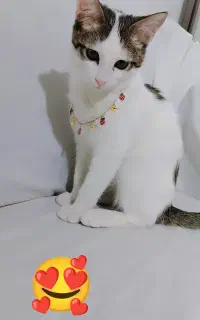 گربه