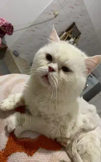 گربه بریتیش