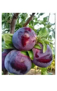 کارگر میوه چین آلو شلیل و سیب گلاب