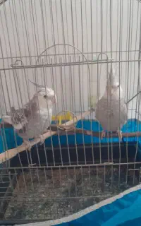 عروس هلندی