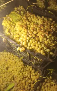 انگورشیرازی مخصوص شیره
