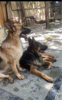 سگ ژرمن شپرد ماده بالغ وورک لاین