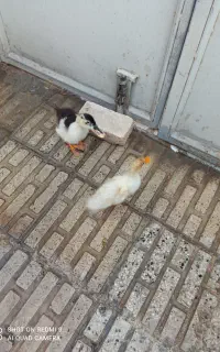 طوطی