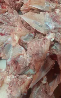 اسکلت مرغ