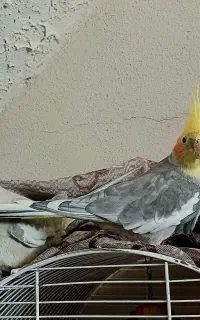 خریدار عروس هلندی شما فروشی هم دارم