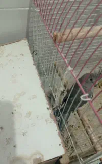 عروس هلندی ماده و تخم گذار