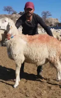 میش و بره جوان برای قوربونی یا مصرف خونه
