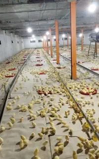 خواهان کارگر مرغداری گوشتی اتومات