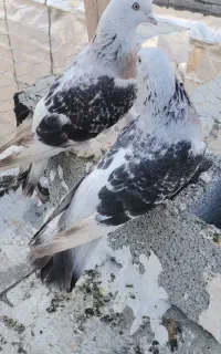 کبوتر شقشقی