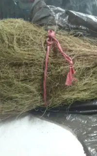 جارو،رب آلوسیاه