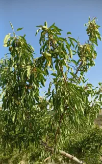 سمپاشی باغات