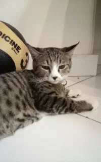 گربه