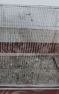 قفس پرنده