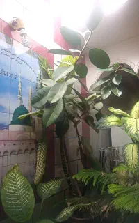 فروش گل