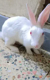 خرگوش