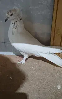 کبوتر نر قزقین جوان