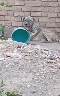 سگ افغان