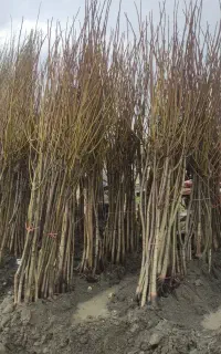 نهال گردوی دو ساله و سه ساله اصلاح شده