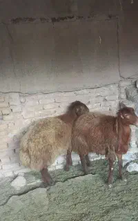 بره ماده