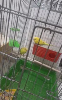 مرغ عشق جفت
