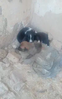 توله سگ پاکوتاه