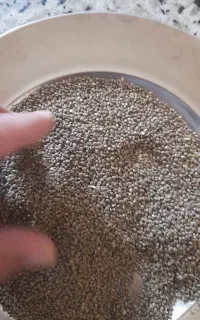 دارو گیاهی