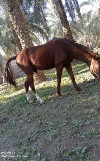 ۱۱۱۱۱۱۱۱۱۱۱۱