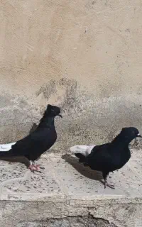 کبوتر فزوشی