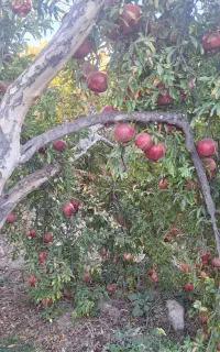 نیازمندفوری نیروی کار کارگر زنانه