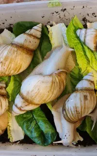 حلزون البینو