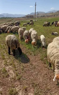 فروش میش