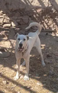 سگ ماده