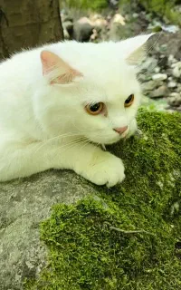 گربه پرشین کلاسیک ماده