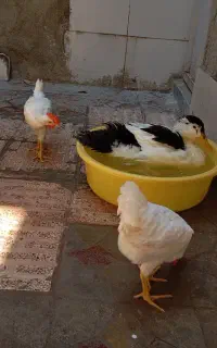 اردک