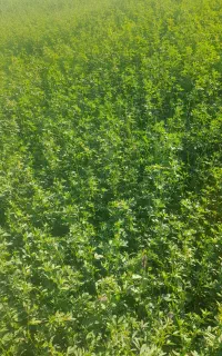گل یونجه