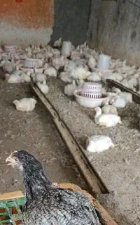 شاگرد مرغ پر کنی