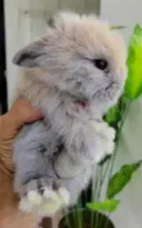 خرگوش لپی مینیاتوری ناز و بامزه و بازیگوش