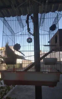 قفس به همراه عروس