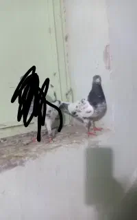 کفتر