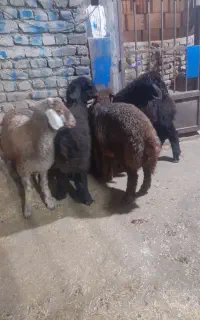 دام فروش با کمترین زمان با قصاب
